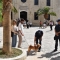   Εντατικοί έλεγχοι  για την προστασία ζώων συντροφιάς στην Κρήτη-Eπιβλήθηκαν πρόστιμα ύψους 384.505 ευρώ 
