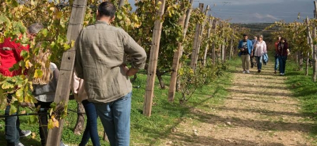 Κατάθεση αιτήσεων ένταξης στην παρέμβαση της Αναδιάρθρωσης και Μετατροπής των Aμπελουργικών Eκτάσεων στην Ελλάδα (2026-2027)  