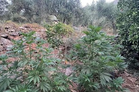 Τέσσερις φυτείες δενδρυλλίων κάνναβης εντόπισε η ΕΛΑΣ στο Μυλοπόταμο
