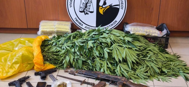 Φυτεία 34αρων δενδρυλλίων κάνναβης στο Μαλεβίζι- Δυο συλλήψεις