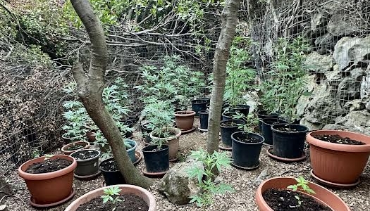  Εντοπίστηκαν 6 φυτείες 57 δενδρυλλίων κάνναβης στο Ρέθυμνο