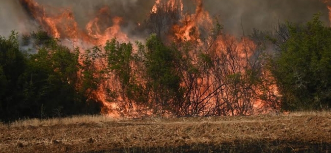 Οδύνη για την καταστροφική πυρκαγιά εκφράζει ο «Σύνδεσμος Μελών Γυναικείων Σωματείων Ηρακλείου