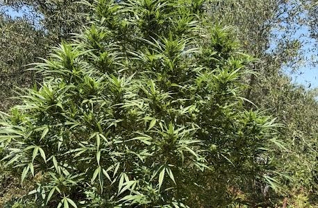 Σύλληψη 63χρονου με 13 δενδρύλια Κάνναβης στο Ρέθυμνο