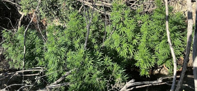 Εντοπίστηκαν 17 φυτείες και κατασχέθηκαν 143  δενδρύλλια κάνναβης στο Ρέθυμνο
