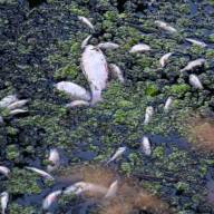 Εκατομμύρια νεκρά ψάρια σε ποταμό της Αυστραλίας