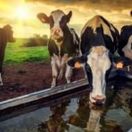 Γάλα και κρέας σε κρίση – Ποιες είναι οι προβλέψεις για το 2023