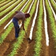 ΚΑΠ: Τι ισχύει με τη συμπληρωματική εισοδηματική στήριξη για γεωργούς νεαρής ηλικίας