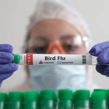 Γρίπη των πτηνών: «Τεράστια ανησυχία» ΠΟΥ για κίνδυνο εξάπλωσή της στους ανθρώπους