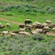 Απογραφή Κτηνοτροφικών Δραστηριοτήτων στην Ηλεκτρονική Πλατφόρμα του ΟΠΣ-ΑΔΕ «OpenBusiness»