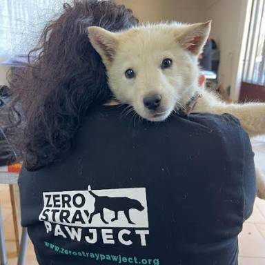 Στη Βραζιλία κατατέθηκε νομοσχέδιο για την κοινή κηδεμονία των ζώων συντροφιάς μετά το διαζύγιο