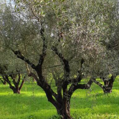 Ενημέρωση ελαιοπαραγωγών σχετικά με το «Ελαιοκομικό Μητρώο»  