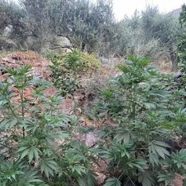 Τέσσερις φυτείες δενδρυλλίων κάνναβης εντόπισε η ΕΛΑΣ στο Μυλοπόταμο