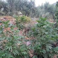 Τέσσερις φυτείες δενδρυλλίων κάνναβης εντόπισε η ΕΛΑΣ στο Μυλοπόταμο