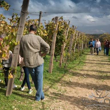 Η ποιότητα οδηγός για τη διαμόρφωση της αξίας των οινοστάφυλλων στον φετινό τρύγο