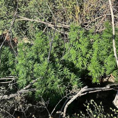 Εντοπίστηκαν 17 φυτείες και κατασχέθηκαν 143  δενδρύλλια κάνναβης στο Ρέθυμνο
