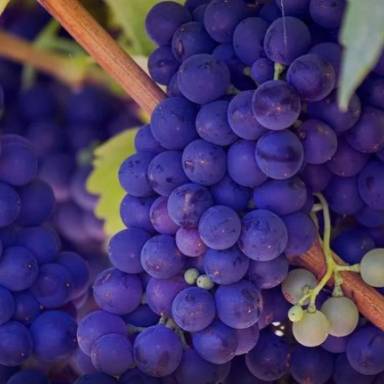 Οι τιμές οινοστάφυλων από την Ενωση Ηρακλείου