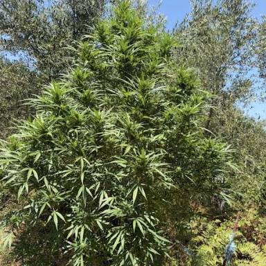 Σύλληψη 63χρονου με 13 δενδρύλια Κάνναβης στο Ρέθυμνο